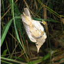 Reed Warbler in net © BTO